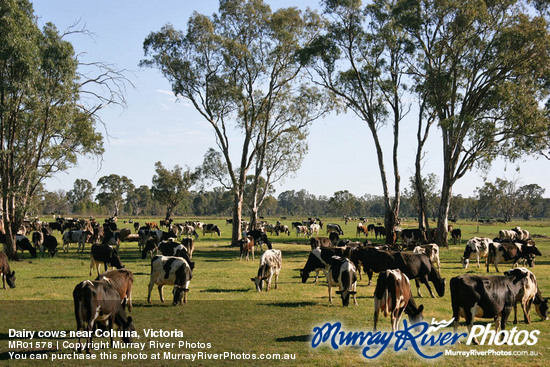 Dairy cows near Cohuna, Victoria