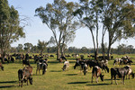 Dairy cows near Cohuna, Victoria