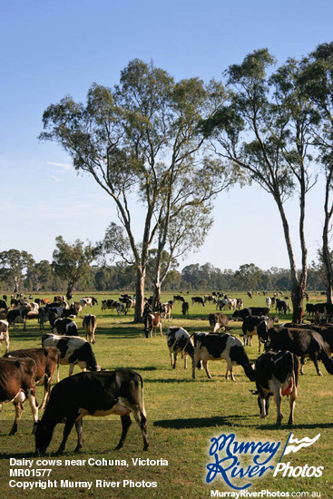 Dairy cows near Cohuna, Victoria