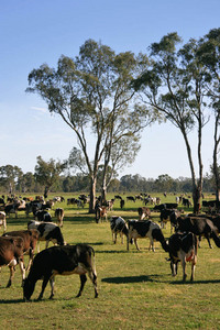 Dairy cows near Cohuna, Victoria