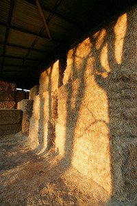 Hay stack near Cohuna, Victoria