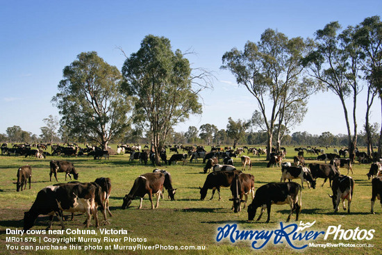 Dairy cows near Cohuna, Victoria