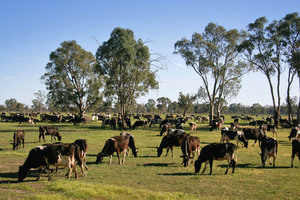 Dairy cows near Cohuna, Victoria