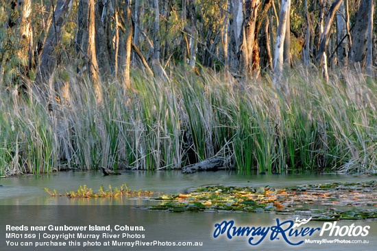 Reeds near Gunbower Island, Cohuna.