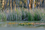 Reeds near Gunbower Island, Cohuna.