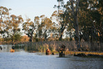 Cohuna near Gunbower Island on sunset