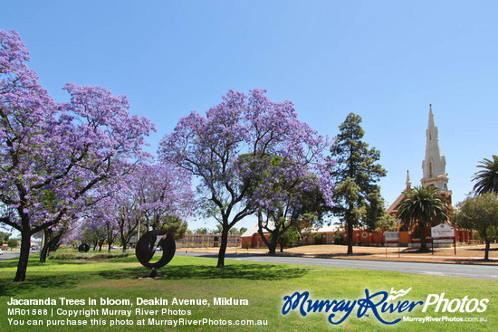 Jacaranda Trees in bloom, Deakin Avenue, Mildura