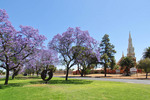 Jacaranda Trees in bloom, Deakin Avenue, Mildura