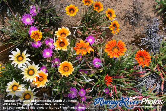 Roadside flowers at Karoonda, South Australia