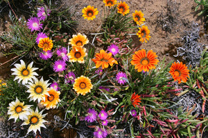 Roadside flowers at Karoonda, SA