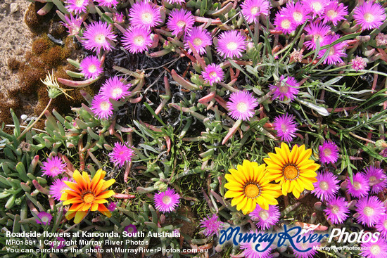 Roadside flowers at Karoonda, South Australia