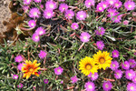 Roadside flowers at Karoonda, South Australia