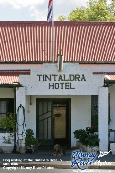 Dog resting at the Tintaldra Hotel, Victoria