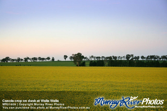 Canola crop on dusk at Walla Walla