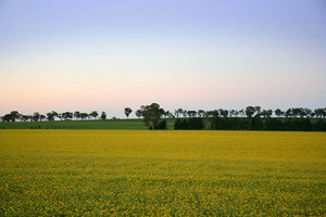 Canola crop on dusk at Walla Walla