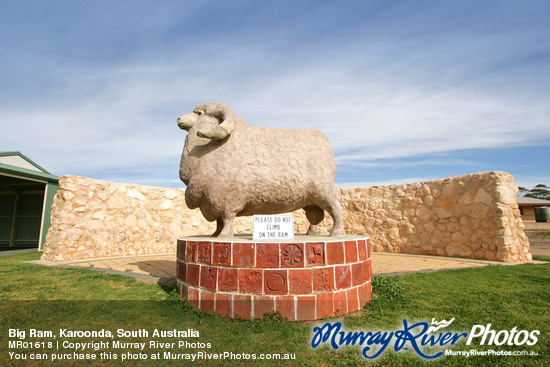 Big Ram, Karoonda, South Australia