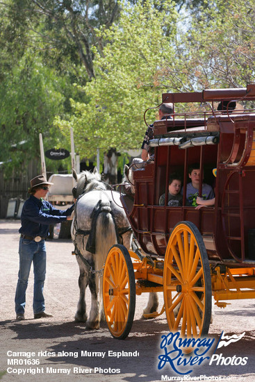 Carrage rides along Murray Esplande, Port of Echuca