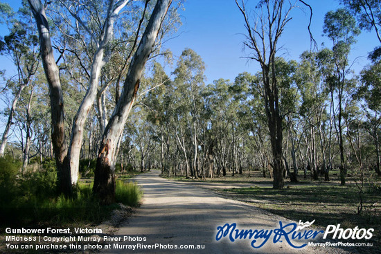 Gunbower Forest, Victoria