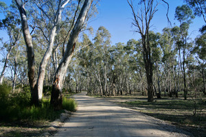 Gunbower Forest, Victoria