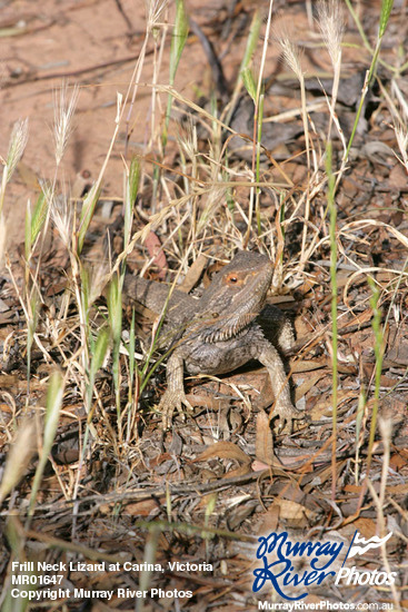 Frill Neck Lizard at Carina, Victoria