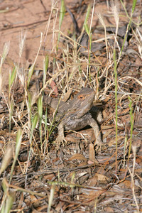 Frill Neck Lizard at Carina, Victoria
