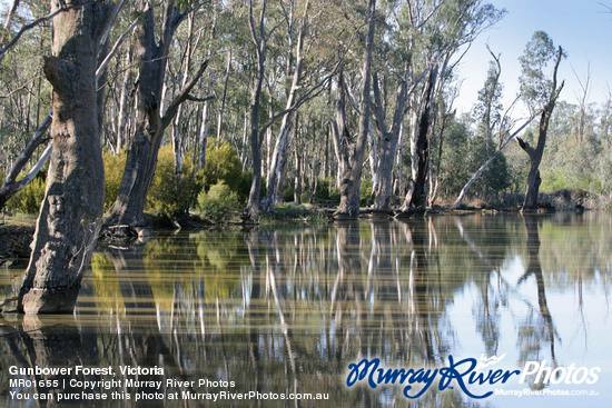 Gunbower Forest, Victoria