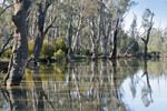 Gunbower Forest, Victoria
