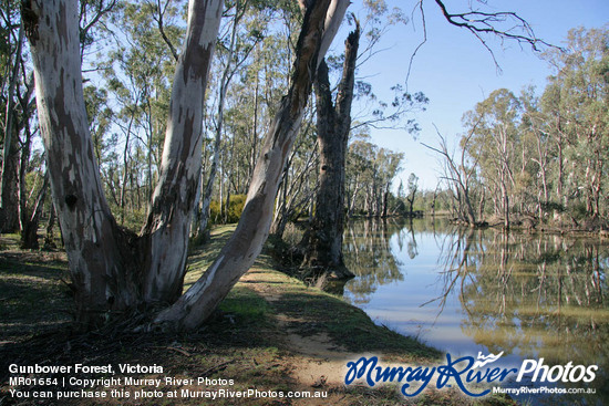 Gunbower Forest, Victoria