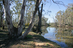 Gunbower Forest, Victoria