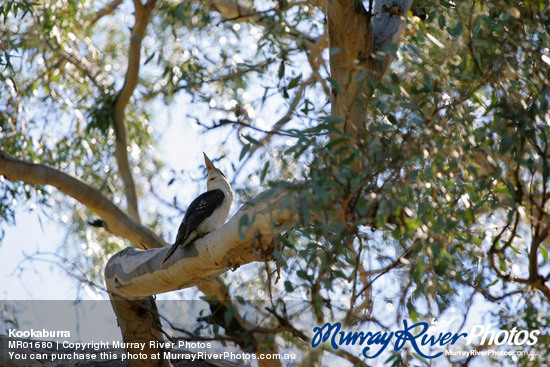 Kookaburra