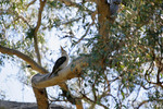 Kookaburra