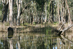 Koondrook Forest