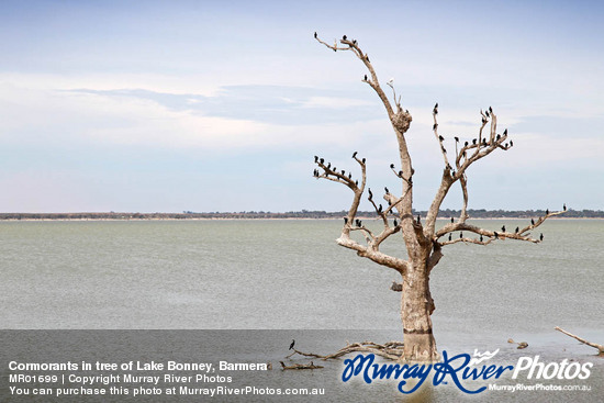 Cormorants in tree of Lake Bonney, Barmera