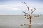 Cormorants in tree of Lake Bonney, Barmera
