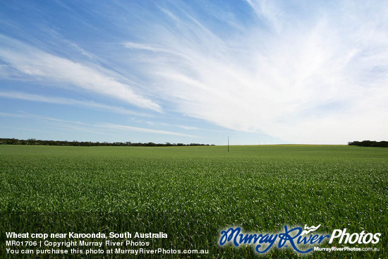 Wheat crop near Karoonda, South Australia