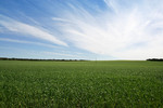 Wheat crop near Karoonda, South Australia