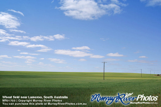 Wheat field near Lameroo, South Australia