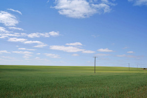 Wheat field near Lameroo, South Australia