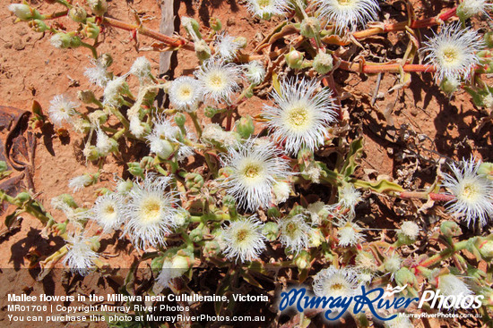 Mallee flowers in the Millewa near Cullulleraine, Victoria