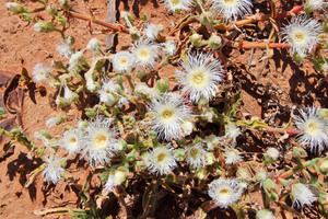 Mallee flowers in the Millewa near Cullulleraine, Victoria