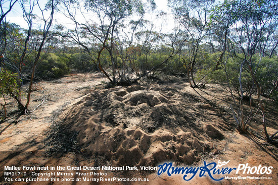 Mallee Fowl nest in the Great Desert National Park, Victoria