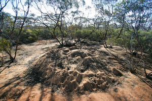 Mallee Fowl nest in the Great Desert National Park, Victoria