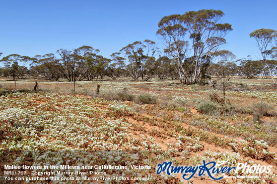 Mallee flowers in the Millewa near Cullulleraine, Victoria