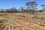 Mallee flowers in the Millewa near Cullulleraine, Victoria