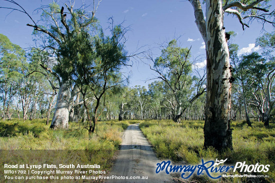 Road at Lyrup Flats, South Australia