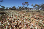 Mallee flowers in the Millewa near Cullulleraine, Victoria