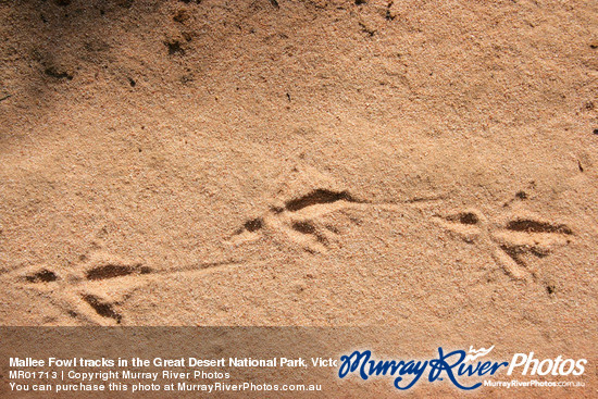 Mallee Fowl tracks in the Great Desert National Park, Victoria