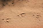 Mallee Fowl tracks in the Great Desert National Park, Victoria