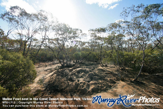 Mallee Fowl nest in the Great Desert National Park, Victoria