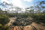 Mallee Fowl nest in the Great Desert National Park, Victoria